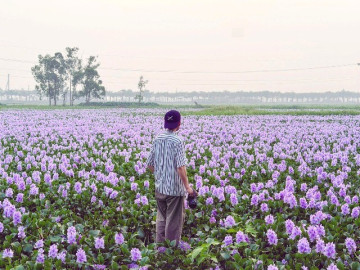 Hoa lục bình ở ngoại ô Hà Nội nở rộ, khách đi 16km tới chụp ảnh, đón hoàng hôn