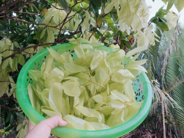 Loại cây lá rụng đầy không ai nhặt lại là đặc sản chỉ có ở miền Tây, giá 90.000 đồng/kg, người thành phố muốn mua không dễ