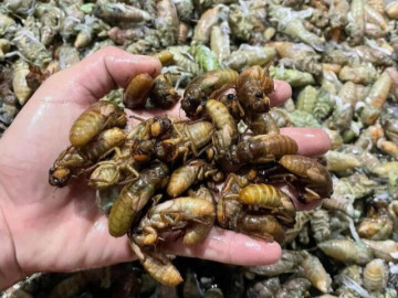 Dân vùng cao TP Huế đêm khuya vào rừng săn lộc trời thu bạc triệu mỗi ngày