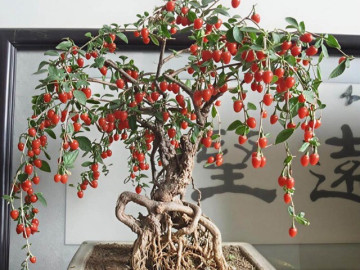 Loại cây "3 trong 1" vừa làm bonsai, vừa cho quả đỏ như ngọc