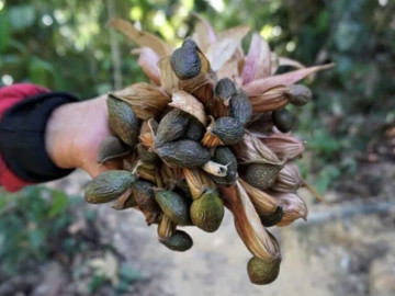 Lộc trời 4 năm mới có một lần, được coi như đặc sản thành phố, càng hè càng đắt khách dù giá đắt đỏ