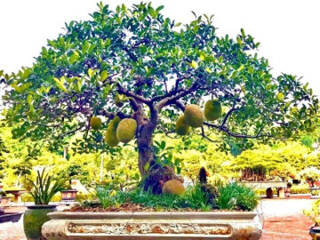 Cây ăn quả quen thuộc ở quê lên chậu thành bonsai, biểu tượng của may mắn và tài lộc, có cây giá 800 triệu đồng