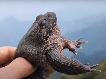 Đặc sản Lạng Sơn vô cùng quý hiếm, ai muốn thưởng thức phải đặt trước cả tháng, giá gần 1 triệu đồng/kg