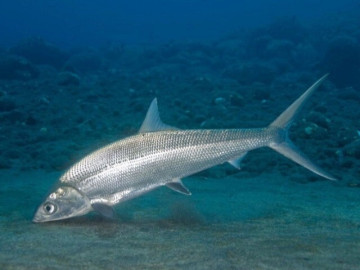 Loại cá vừa đẹp vừa ngon, là đặc sản nổi tiếng nhưng hiếm có khó tìm, muốn mua phải đặt trước, 300.000 đồng/kg