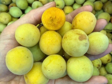 Mùa mơ má đào Mộc Châu: Bí quyết ngâm mơ ngon, không nổi váng, giải nhiệt cả mùa hè