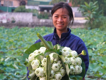 Sen nở sớm, vợ chồng ở Nghệ An lội bùn hái tới 500 bông/ngày, thu tiền triệu