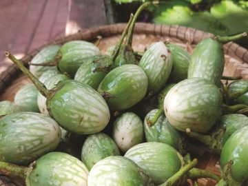 Loại quả xưa rụng đầy đường không ai nhặt, nay thành đặc sản nổi tiếng nơi núi rừng Tây Nguyên 