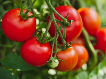 Sức khỏe - Mỹ gọi tên "quán quân trái cây tốt nhất thế giới": Không phải táo hay kiwi, loại quả này ở Việt Nam rẻ và có quanh năm