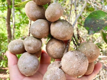 Loại quả xưa rụng đầy không ai nhặt, bất ngờ lên đời thành đặc sản được dân phố mê tít, giá 70.000 đồng/kg