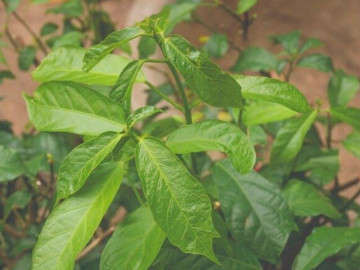 Loại rau xưa làm hàng rào chẳng ai biết đến, giờ thành đặc sản nổi tiếng được chị em ưa chuộng, 90.000 đồng/kg