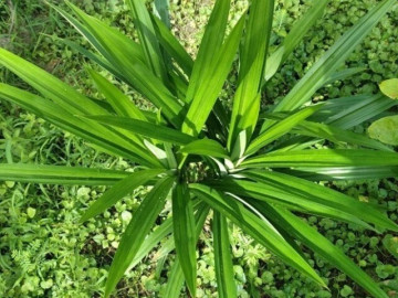 Loại lá dại xưa mọc đầy không ai ngó ngàng, giờ thành đặc sản được chị em tìm mua, giá cao mà vẫn cháy hàng