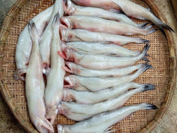 Loại cá trước bán rẻ nay thành đặc sản, người trung niên nên ăn giúp nhuận tràng, ổn định đường huyết