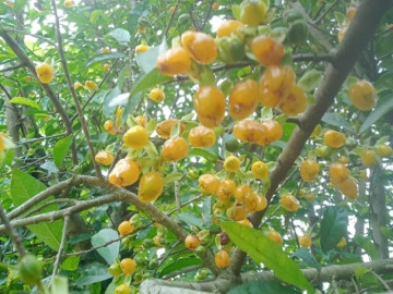 Loại quả xưa có đầy ở hàng rào, giờ thành đặc sản mà nhiều tiền cũng chưa chắc mua được vì quá hiếm