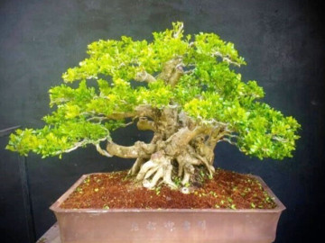 Cây dại quen thuộc cho hoa thơm nức lên chậu thành bonsai, vừa đẹp vừa mang tới bình an, có cây định giá 1,5 tỷ đồng