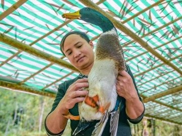 Nuôi vịt "đặc sản", chàng trai dân tộc Thái thu trăm triệu mỗi năm