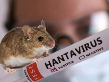 Virus Hanta gây bệnh gì?