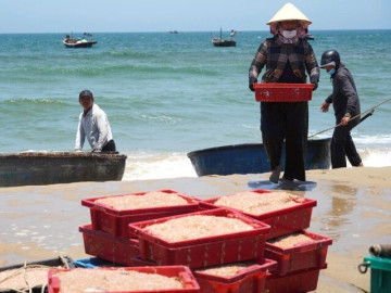 Ruốc xuất hiện dày đặc, ngư dân Đà Nẵng "bỏ túi" bạc triệu sau vài giờ vươn khơi