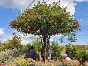 Tin tức - Cây dại mọc bờ rào nở hoa đỏ thắm, lên chậu thành bonsai có giá trăm triệu, nhiều người săn lùng vì ý nghĩa phong thủy