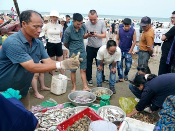 Du khách thích thú mua hải sản tươi rói ở làng chài ven biển Sầm Sơn
