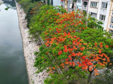Hà Nội rực rỡ sắc màu phượng vĩ, hoàng yến