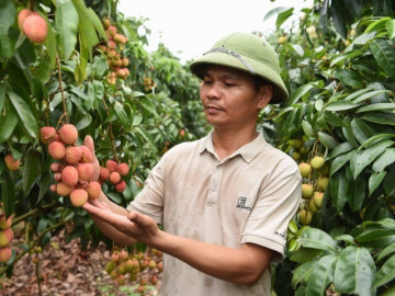Vụ vải thiều sớm giảm sản lượng nhưng nông dân Bắc Ninh phấn khởi vì giá cao