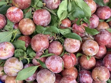 Mận hậu giảm giá sâu chỉ còn vài nghìn đồng/kg bán đầy thị trường, người háo hức, kẻ ngó lơ