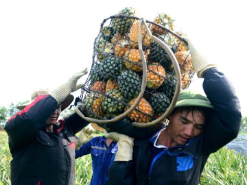 Gùi dứa thuê giữa nắng gắt đầu hè, nông dân Thanh Hóa kiếm tiền triệu mỗi ngày