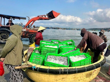 Biển mở lộc, cá cơm trắng bờ