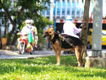Thả rông chó ở nơi công cộng bị phạt tới 2 triệu đồng