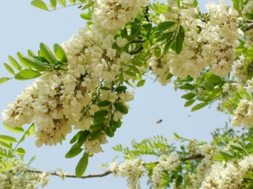 Tin tức - Nghề lạ ở Việt Nam: Cây dại mọc bờ rào dân trồng một lần hái hoa bán quanh năm, thành đặc sản nổi tiếng