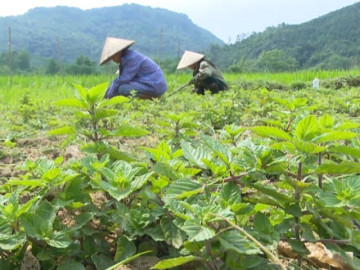 Nghề lạ ở Việt Nam: Cây dại mọc bờ rào mang về trồng 4 tháng là thu hoạch, dân hái bán quanh năm, thành đặc sản nổi tiếng