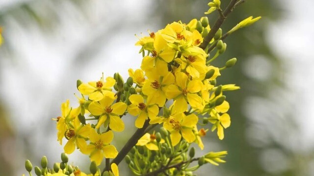 Mai vàng bung nở trên non thiêng Yên Tử