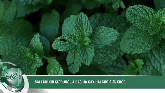 Sai lầm khi sử dụng lá bạc hà gây hại cho sức khỏe