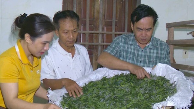 Nghề trồng dâu, nuôi tằm tưởng vừa vất vả vừa khó làm giàu, thế mà dân xã này ở Hà Tĩnh lại đang khá lên trông thấy