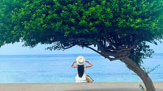 Cây 'cô đơn' thành điểm check-in hút khách trên đảo Phú Quý