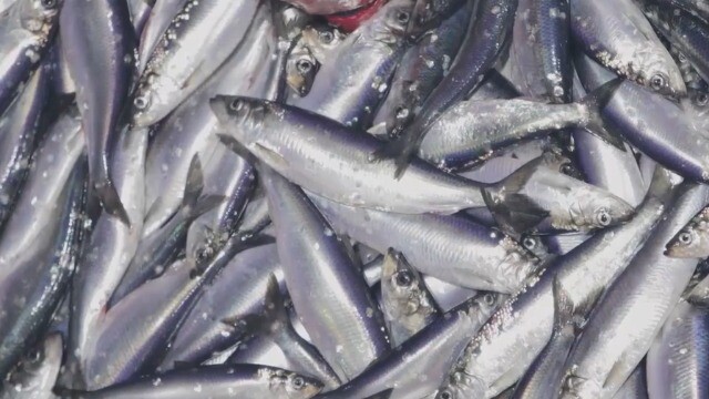 Loại cá siêu rẻ, bán đầy chợ Việt giàu omega3 không kém cá hồi