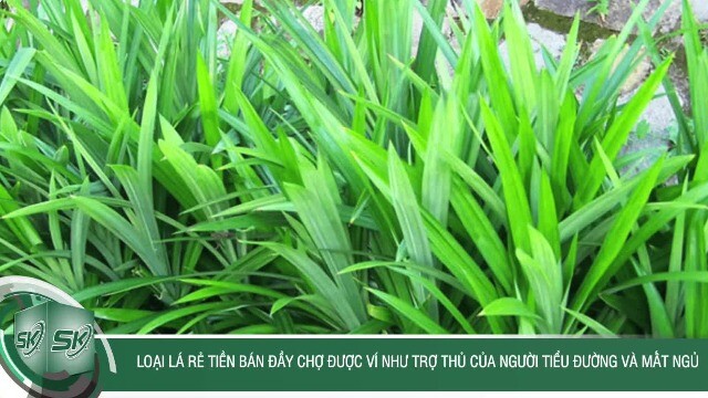 Loại lá rẻ tiền bán đầy chợ được ví như trợ thủ của người tiểu đường và mất ngủ