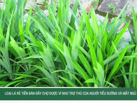 Loại lá rẻ tiền bán đầy chợ được ví như trợ thủ của người tiểu đường và mất ngủ
