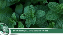 Sai lầm khi sử dụng lá bạc hà gây hại cho sức khỏe