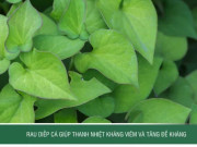 Clip Eva - Rau diếp cá giúp thanh nhiệt kháng viêm và tăng đề kháng