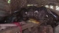 Video: Một con trăn dài 3 mét bất ngờ  & quot;đột nhập & quot; chuồng gà nhà người dân rồi nuốt chửng con gà khiến chủ nhà phát hoảng