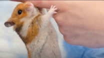 Nuôi chuột hamster, cô gái 30 tuổi mắc ký sinh trùng tấn công não