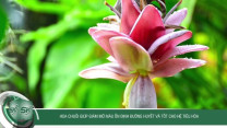 Hoa chuối giúp giảm mỡ máu, ổn định đường huyết và tốt cho hệ tiêu hóa