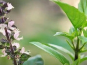 Clip Eva - Ăn húng quế thường xuyên có thể mang lại nhiều lợi ích bất ngờ cho sức khỏe