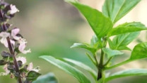 Ăn húng quế thường xuyên có thể mang lại nhiều lợi ích bất ngờ cho sức khỏe