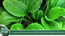 Cây mọc dại ven đường được ví như ‘thuốc bổ tự nhiên’ giúp thanh nhiệt và hỗ trợ thận