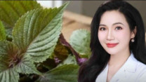 Loại lá rẻ tiền nhiều người dùng để làm đẹp, bác sĩ da liễu nói gì?
