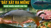 Loại cá nước ngọt ‘đắt xắt ra miếng’ được nhiều người săn tìm