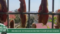 Nắng nóng 40 độ, thịt phơi ngoài ban công thành “ổ vi khuẩn” gây nguy cơ ngộ độc
