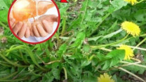 Rễ bồ công anh: ‘Thần dược’ giải độc gan hay chỉ là lời đồn?